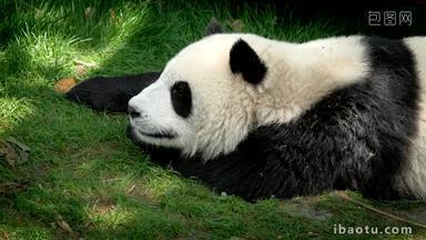 <strong>熊猫</strong>巨大的成都亚洲
